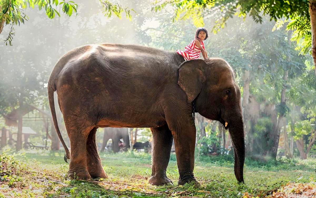 Elefant Trekking in Chiang-Mai (Nordthailand)