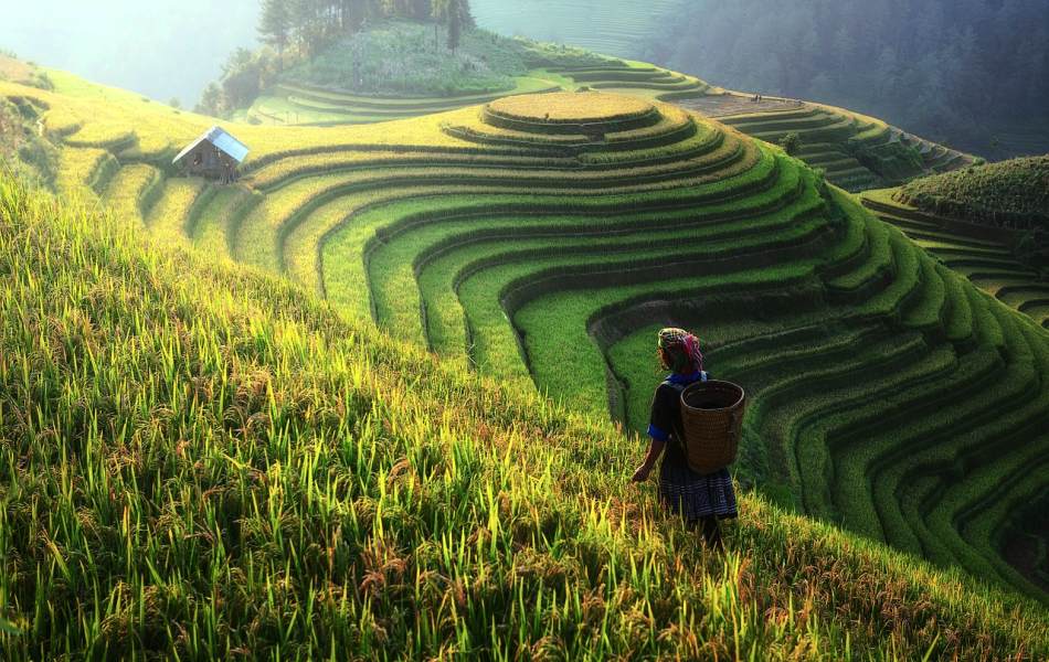 Bild: Urlaub in Chiang Mai  - Traditioneller Terassen Reisanbau in Südostasien