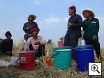 Photo: Isan rice harvest