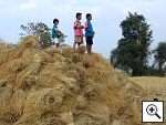 Isan Urlaub: Thai Kinder im Reisfeld