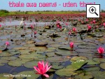 Thale Bua Daeng - See der roten Lotusblumen in Udon Thani (Nong Han Kumphawapi Lake)