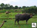 Foto:  Buriram Wasserbüffel (Isan Water buffalo)