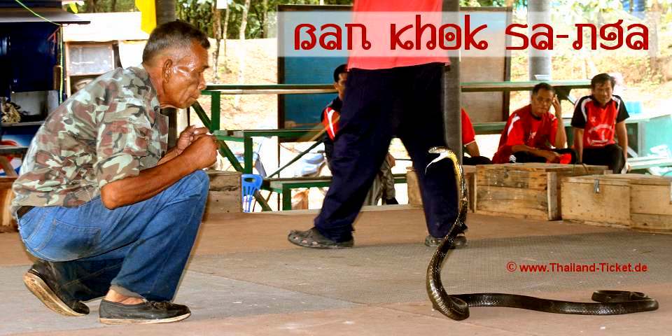 King Cobra Village Ban Khok Sa-nga (Thailand)