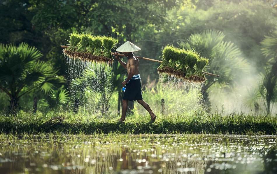 Bild: Urlaub in Chiang Rai  - Traditioneller Reisanbau in Sdostasien