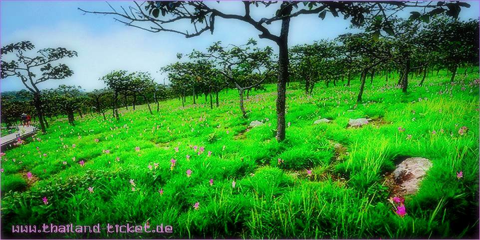 Chaiyaphum - Pa Hin Ngam Nationalpark Siamese tulip fields