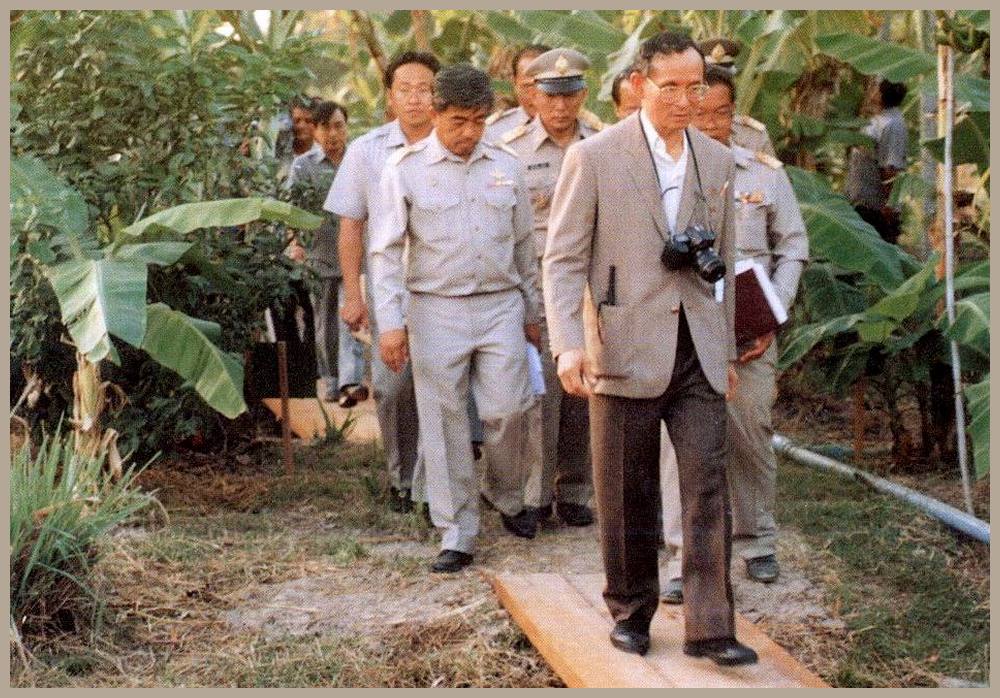 Knig Bhumibol auf einer Bananenplantage in Phuket